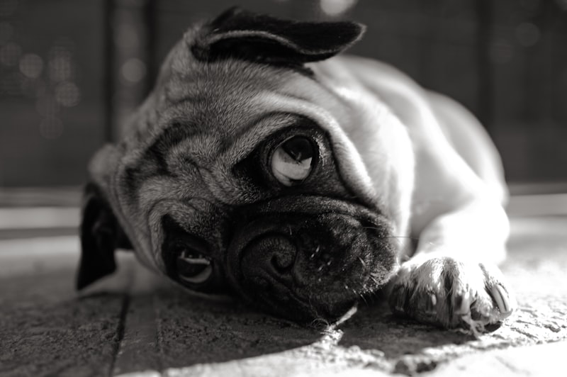 Cachorro pug fofo olhando para a câmera